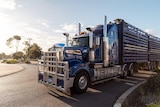 A large blue truck with cattle transporting trailers attached in a small country town.