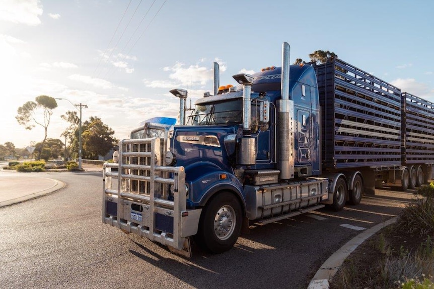 Un gran camión azul con remolques de transporte de ganado adjunto en una pequeña ciudad rural.