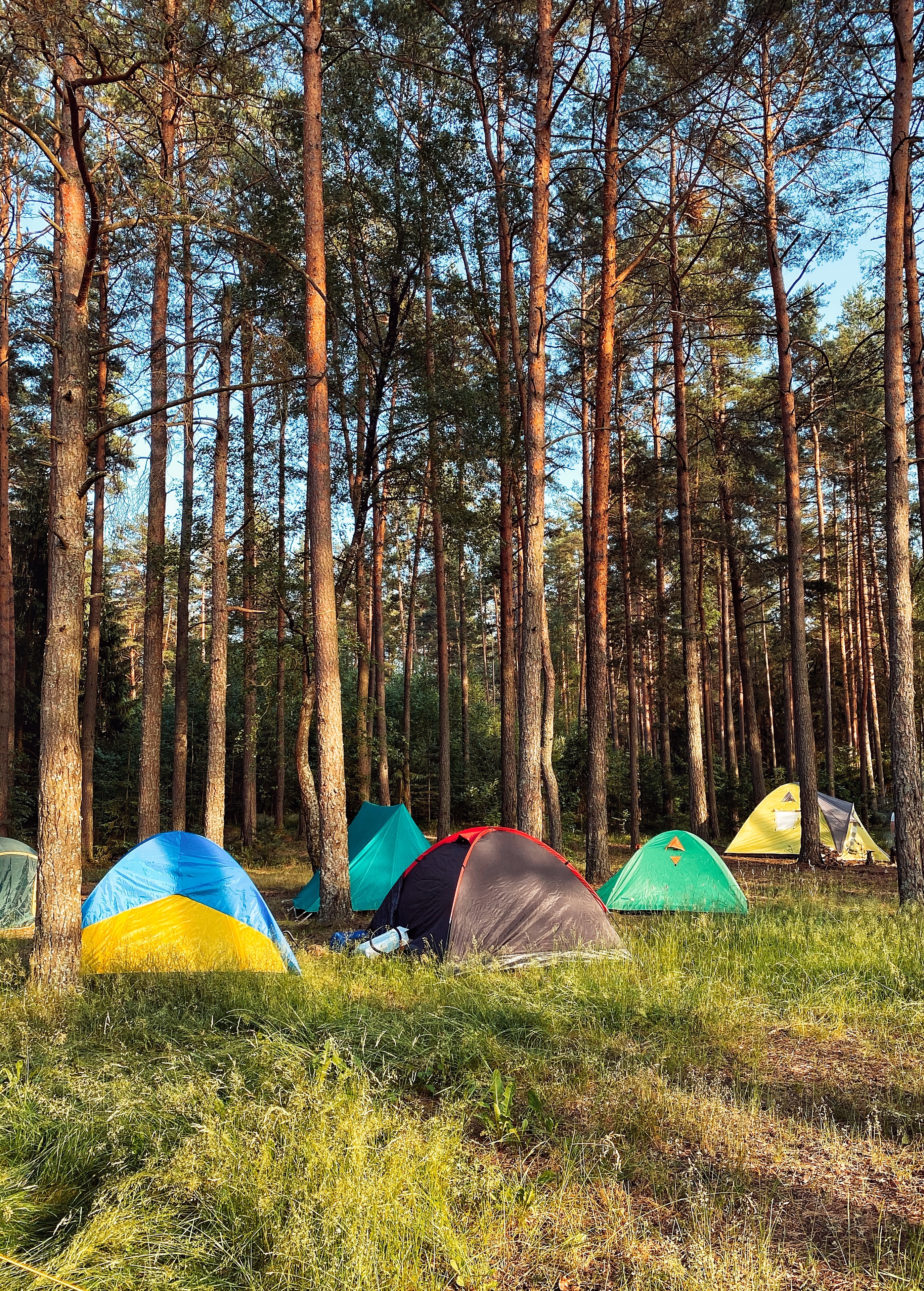 About six colourful camping tents spread out among trees on long grass 