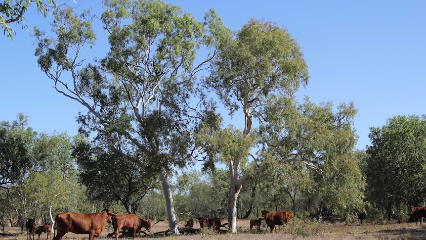 cattle grazing near trees