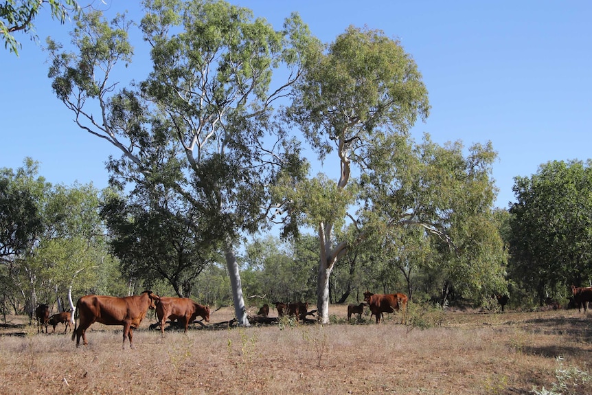 cattle grazing near trees
