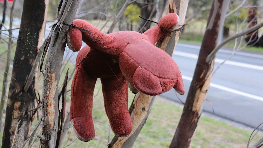 A red bear hangs from a tree near Bungendore.