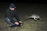Jason Cummings, general manager of the Woodlands and Wetlands Trust, releasing an eastern bettong at Mulligans Flat.