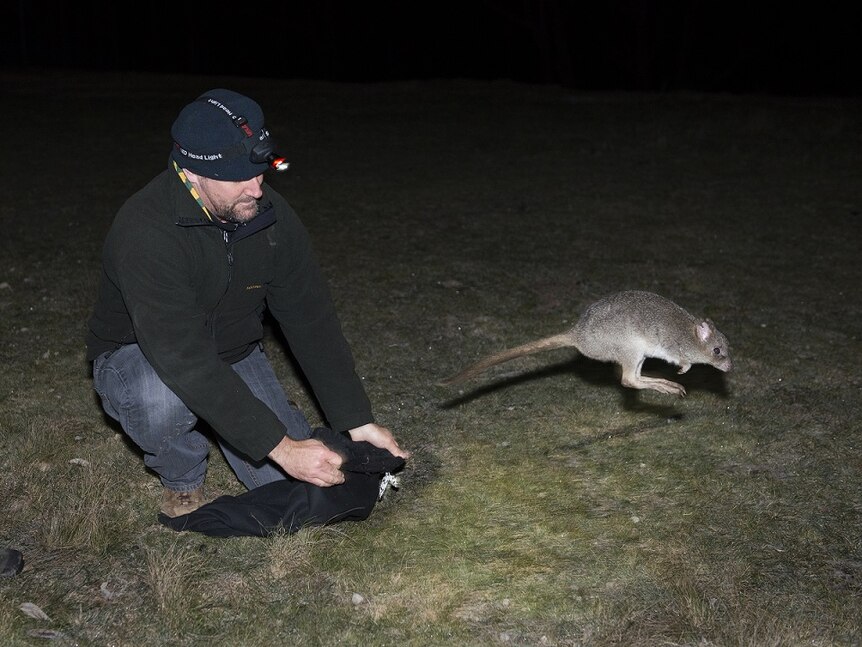 Jason Cummings, general manager of the Woodlands and Wetlands Trust, releasing an eastern bettong at Mulligans Flat.