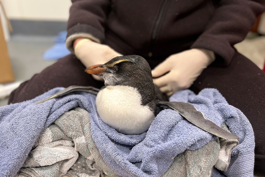 A penguine lies atop a pile of towels with flippers spread, woman kneels behind  it preparing to feed