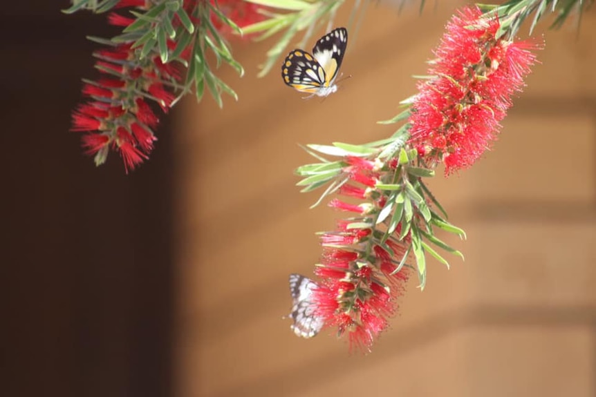 Butterflies on banksia flowers.