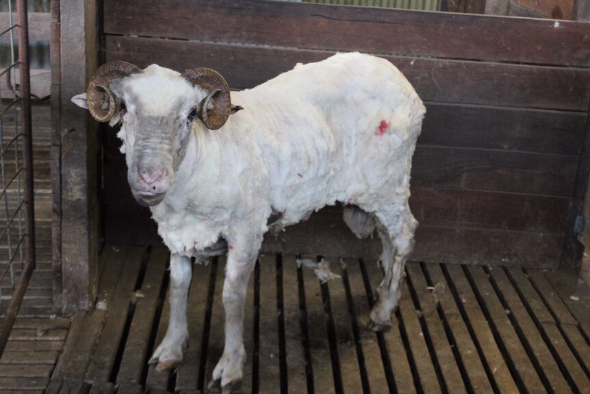 A much smaller, lighter looking ram stands in a shearing shed after his fleece was removed.