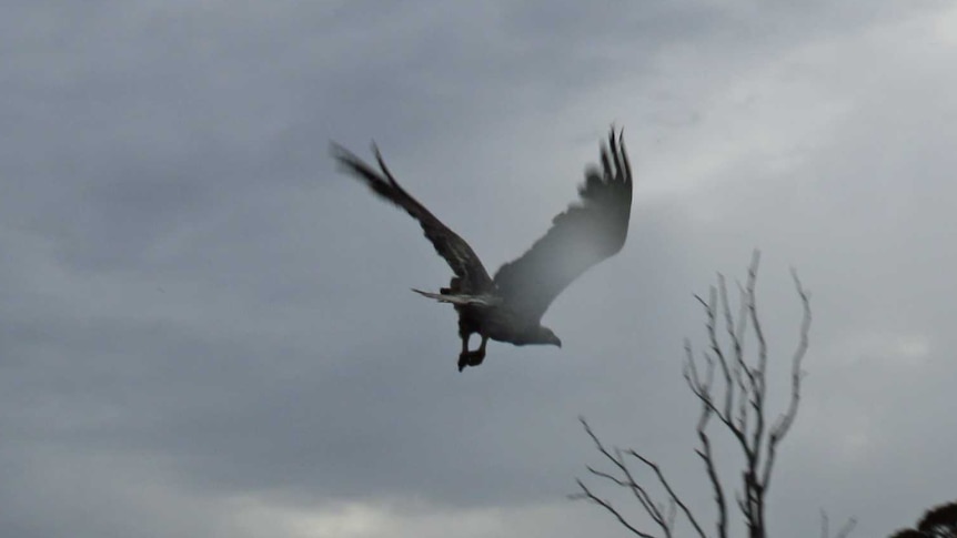 Tasmanian sea eagle released after being restored to health