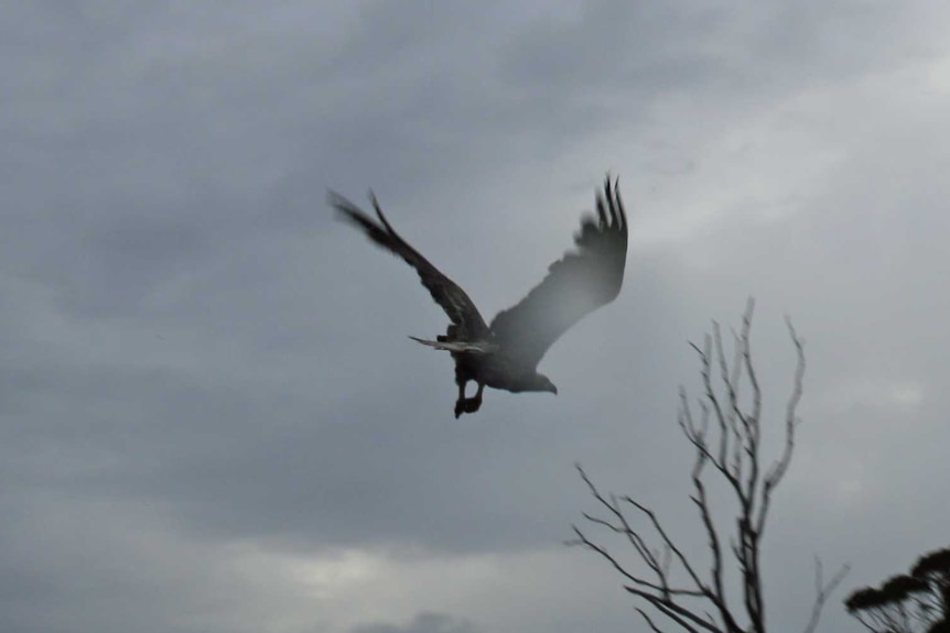 Tasmanian sea eagle released after being restored to health