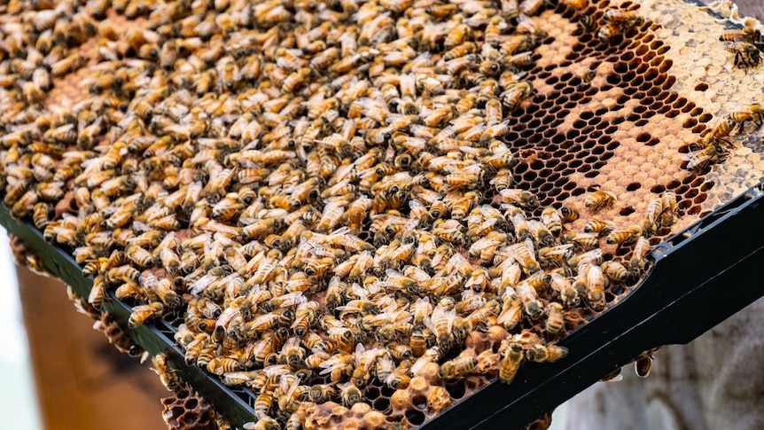 Thousands of bees on a bee hive