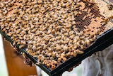 Thousands of bees on a bee hive