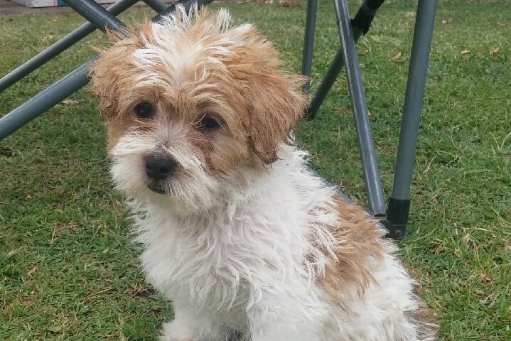 Bear the Jack Russell cross sitting on the grass