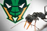 Composite image of NBL team logo and jack jumper ant.
