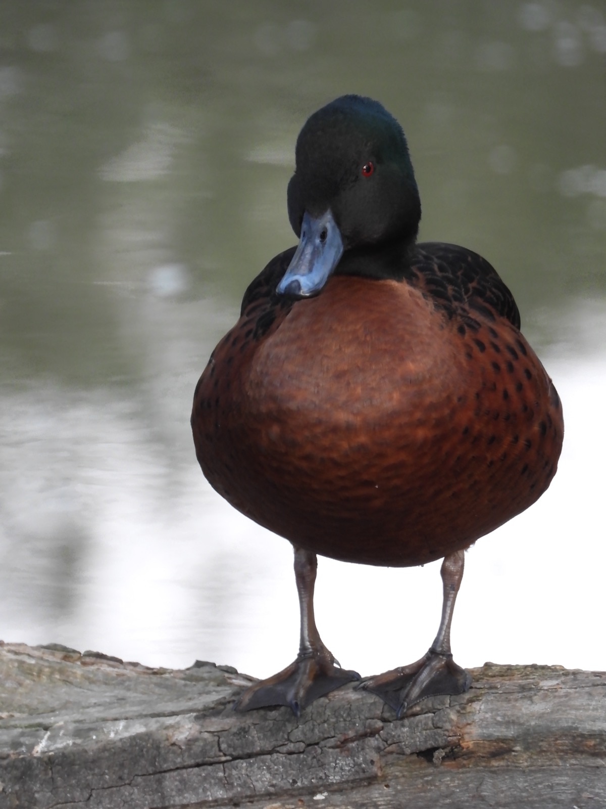 Brown duck with black head and back.