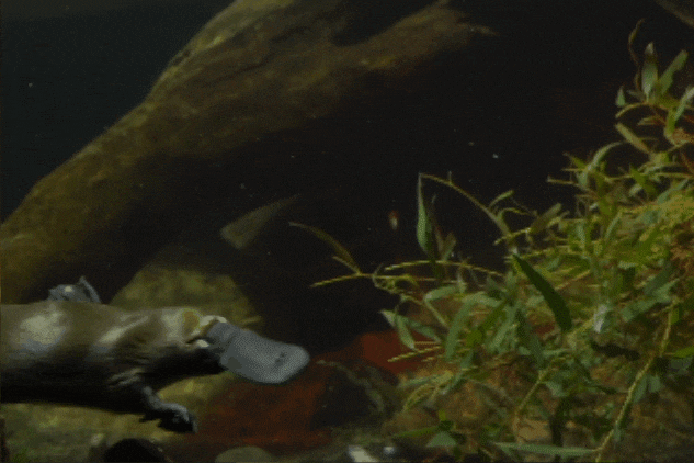 A gif of a platypus side-on through an aquarium swimming from left to right of the screen