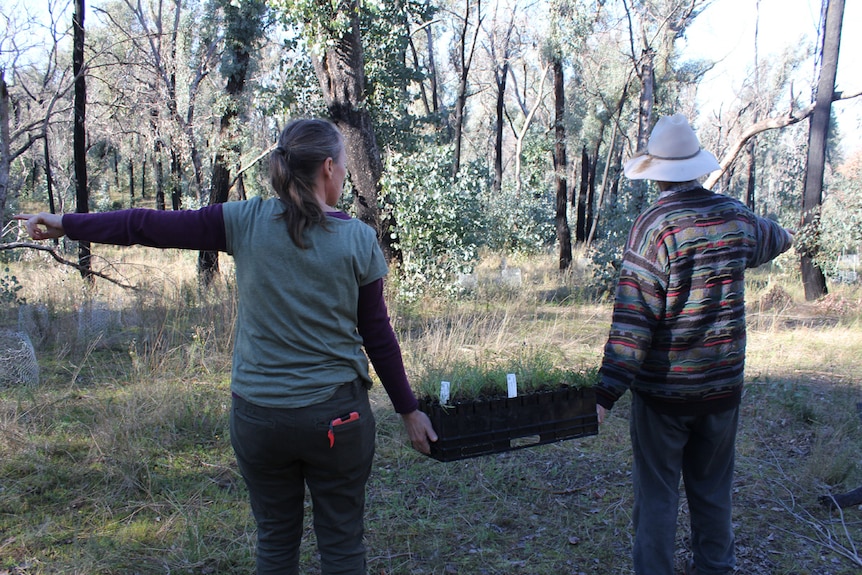 Volunteers hold a pallet of seedlings ready to be planted