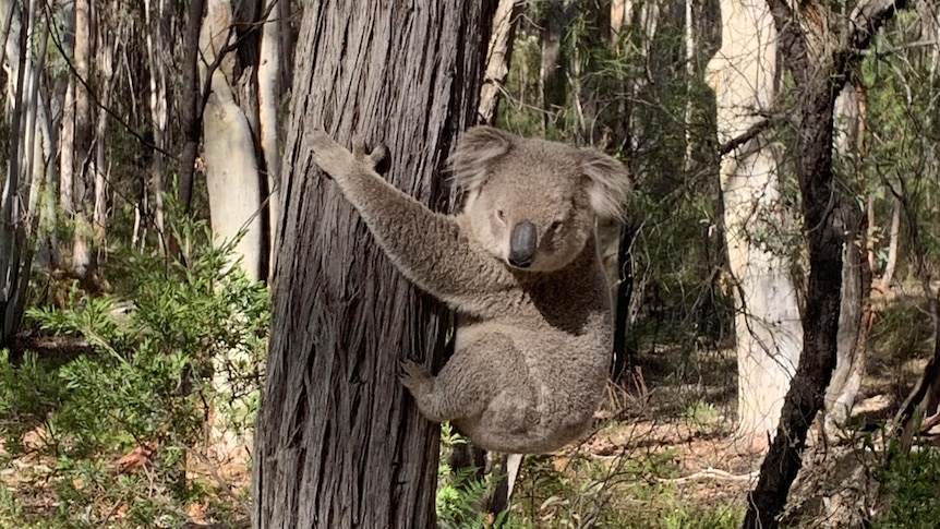 A close up photo of a koala in a tree