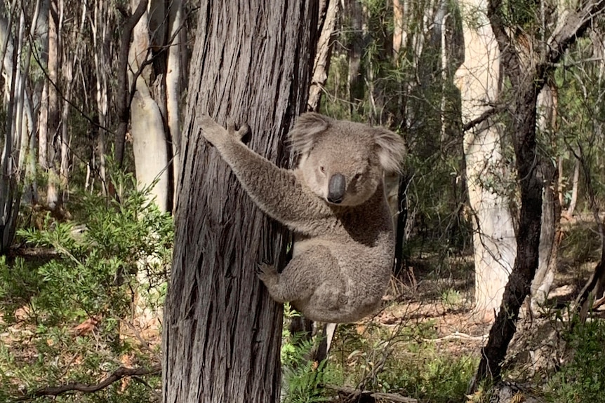 A close up photo of a koala in a tree