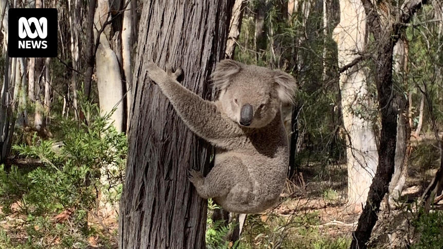 Un rapport sur la mine de charbon de Moolarben révèle que la colonie de koalas serait déplacée par les plans d’expansion