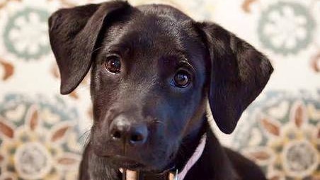Black puppy looks deep into camera with big brown eyes