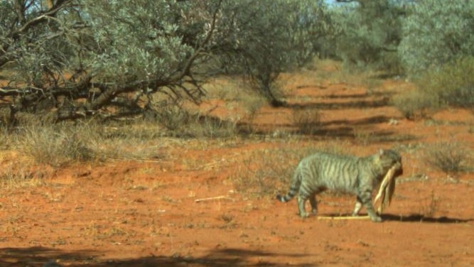 A feral cat carrying a large sand goanna is caught on research cameras in the Simpson Desert