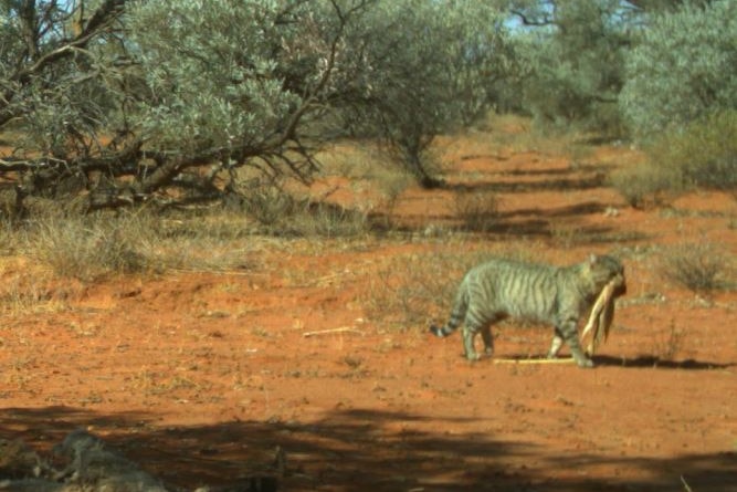 A feral cat carrying a large sand goanna.
