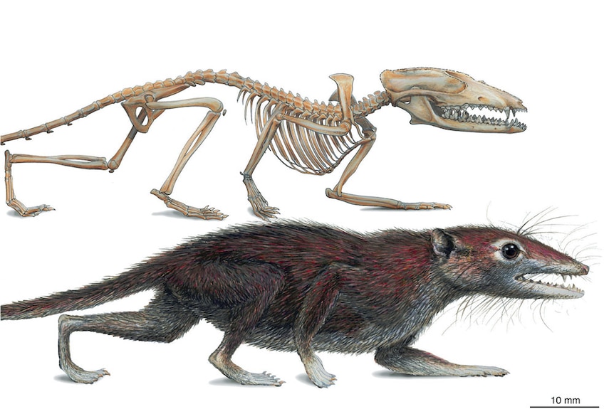 Artist's impression of earliest known placental mammal