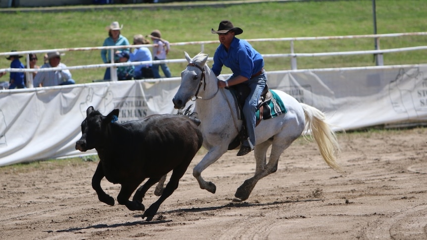 Campdrafter working outside at the Warwick Gold Cup campdraft.