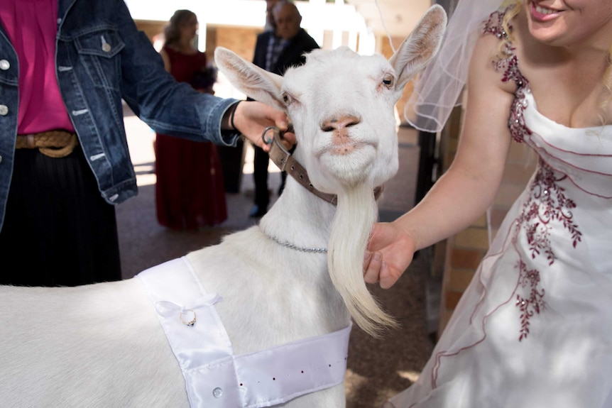 A goat with a lovely long goatee looks down the camera lens next to a bride on her wedding day