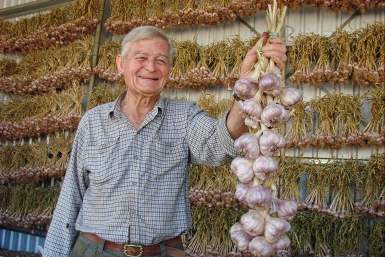 Growing good garlic - ABC News