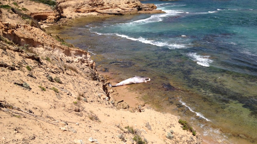 The dead whale on the rocks at Jubilee Point Cliffs.