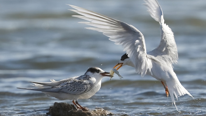 A Fairy Tern exchanges fish with another, Coorong, South Australia.