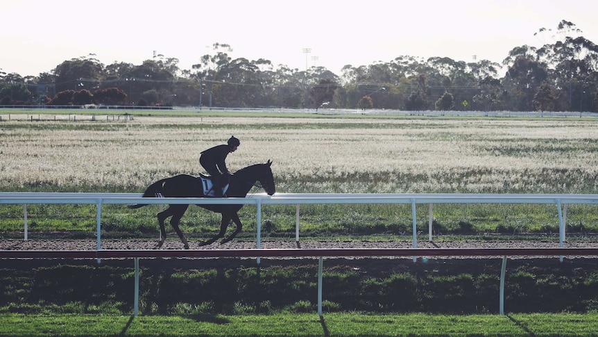 Racehorse Wicklow Brave does some morning track work at Werribee ahead of the Melbourne Cup.