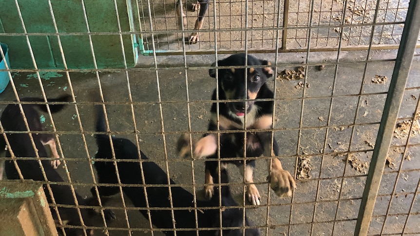 Puppies locked in filthy cages