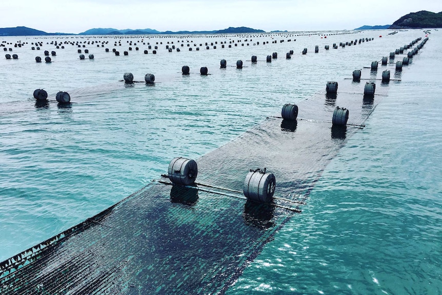 Drums and rope on the surface of an ocean with algae growing on it