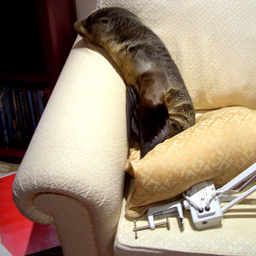 A baby fur seal sits on a couch in Welcome Bay, New Zealand.