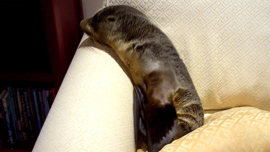 A baby fur seal sits on a couch in Welcome Bay, New Zealand.