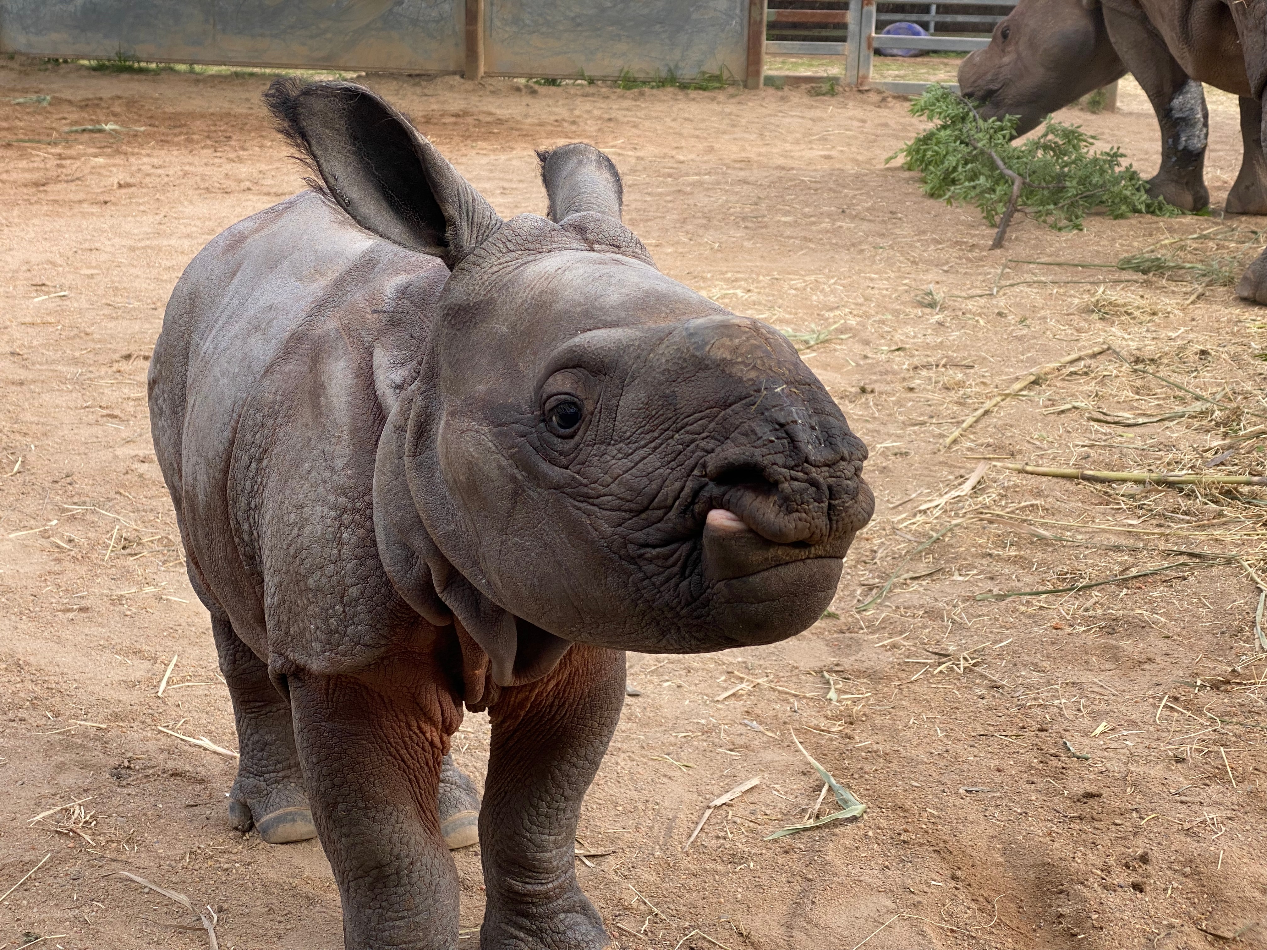 A small baby rhino looks up close to camera. An adult rhino is eating in the background