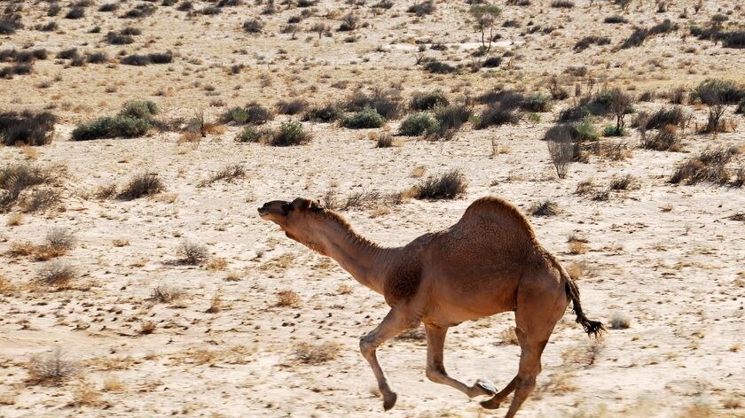 A camel runs through the desert
