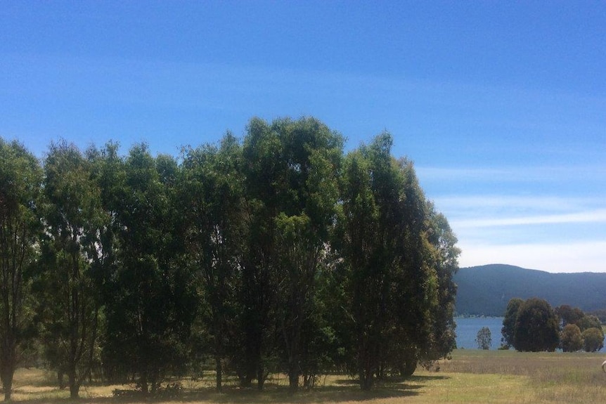 A group of trees beside Blowering Dam