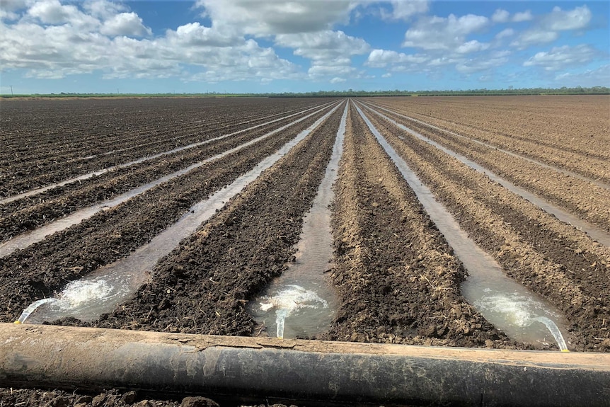 Irrigation rows
