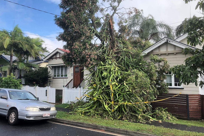 A large tree branch hangs over the front fence of a house having snapped off a tree in the front yard