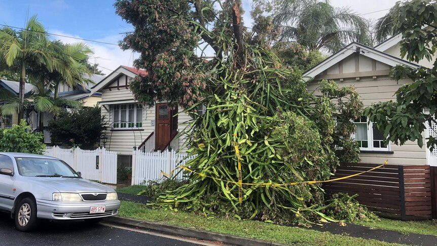 A large tree branch hangs over the front fence of a house having snapped off a tree in the front yard