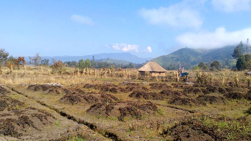 destroyed crops in field