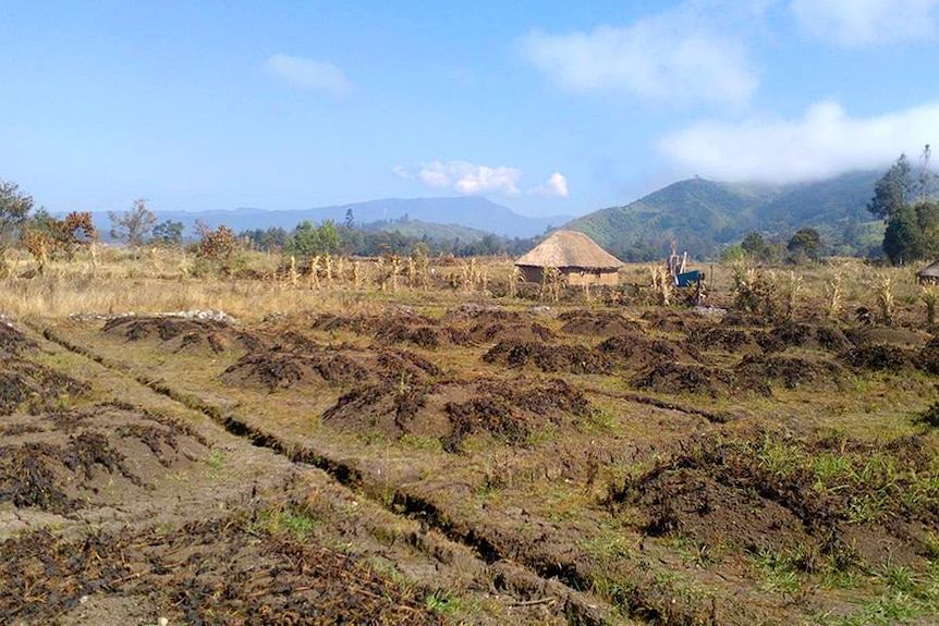 destroyed crops in field