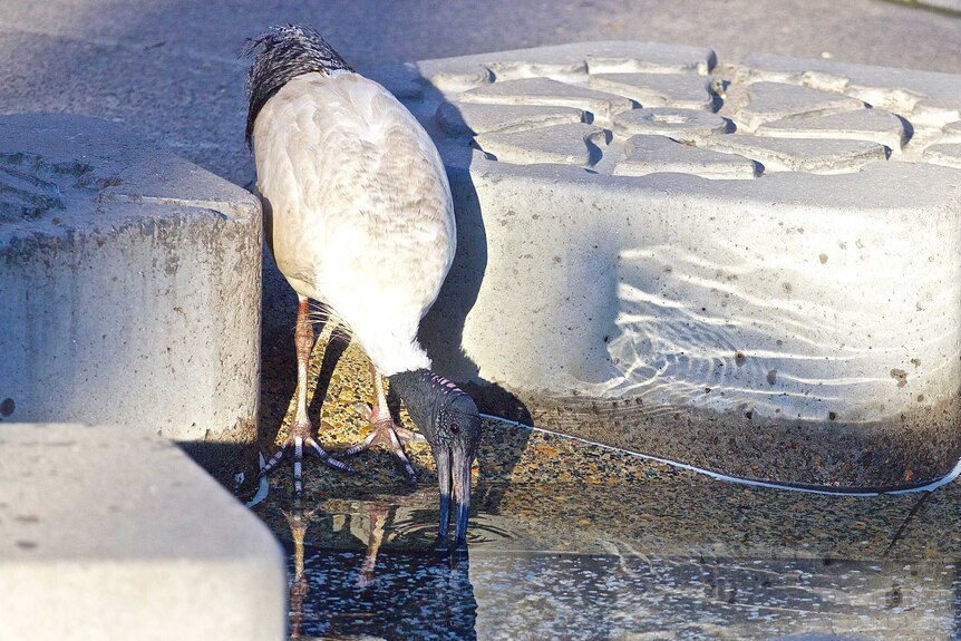 ibis and water