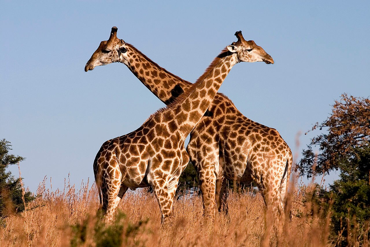 Giraffe Researchers Discover Four Different Species Of World's Tallest ...