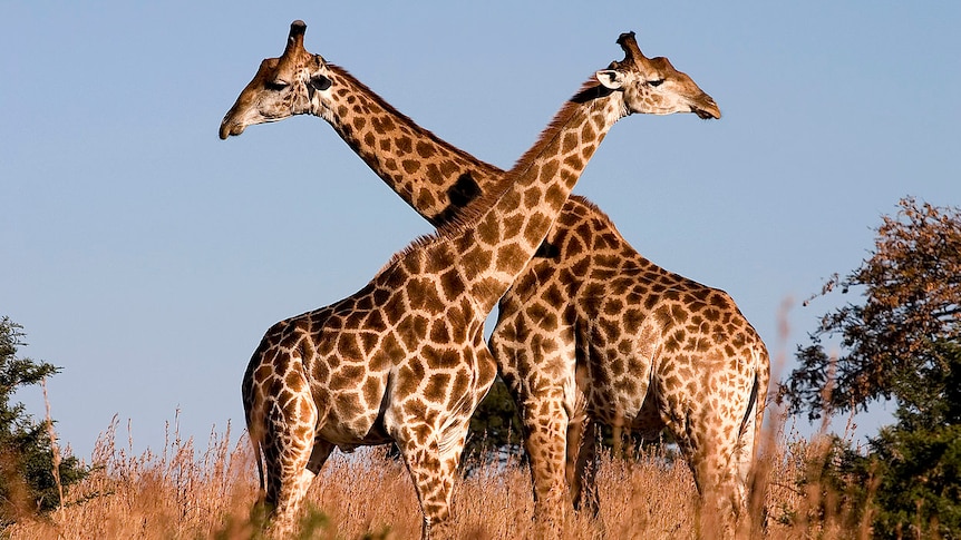 A pair of giraffes in Ithala Game Reserve, northern KwaZulu-Natal, South Africa