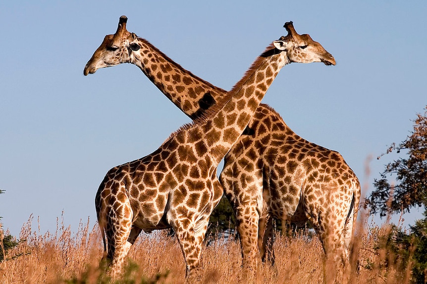 A pair of giraffes in Ithala Game Reserve, northern KwaZulu-Natal, South Africa