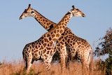 A pair of giraffes in Ithala Game Reserve, northern KwaZulu-Natal, South Africa